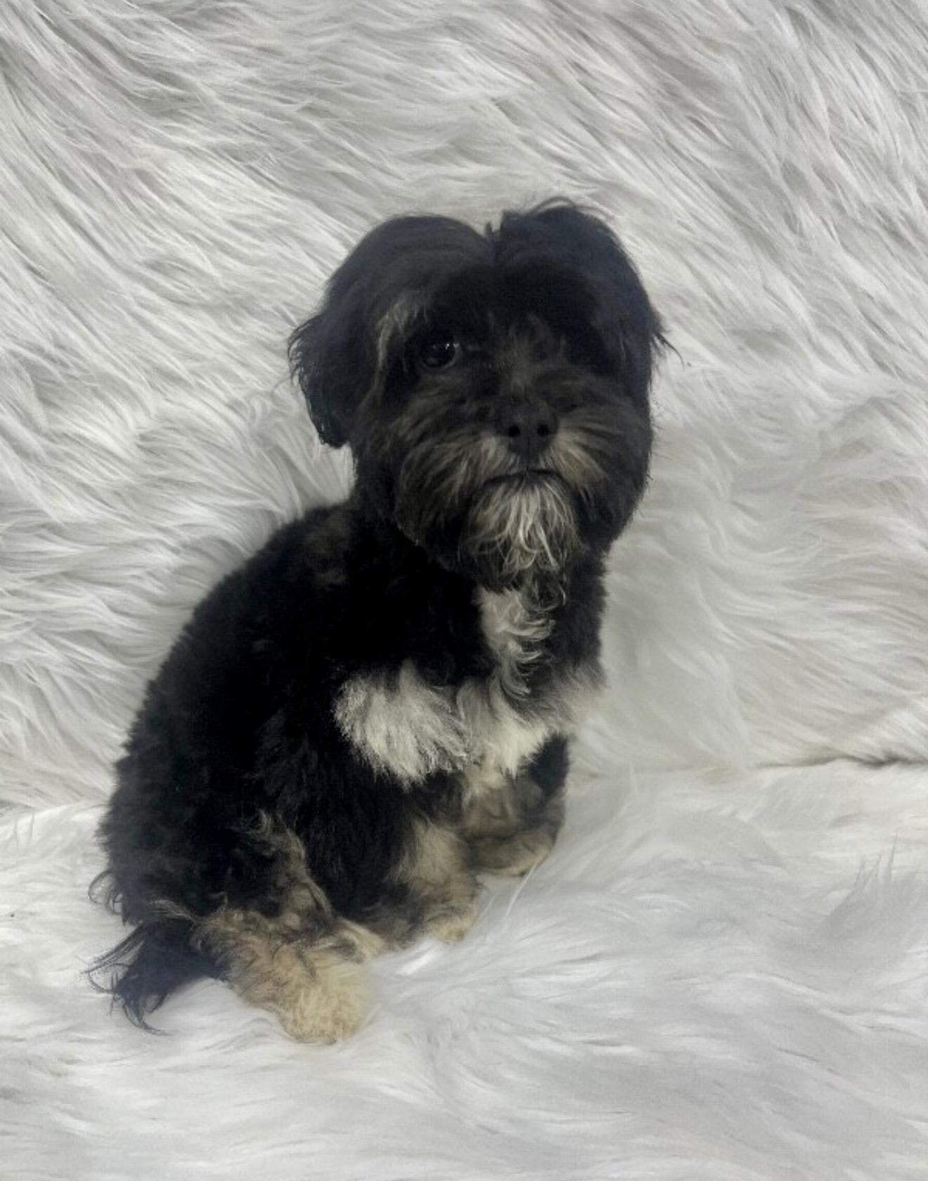 Myles, an adopted mixed breed in Farmington , CT image 2/4