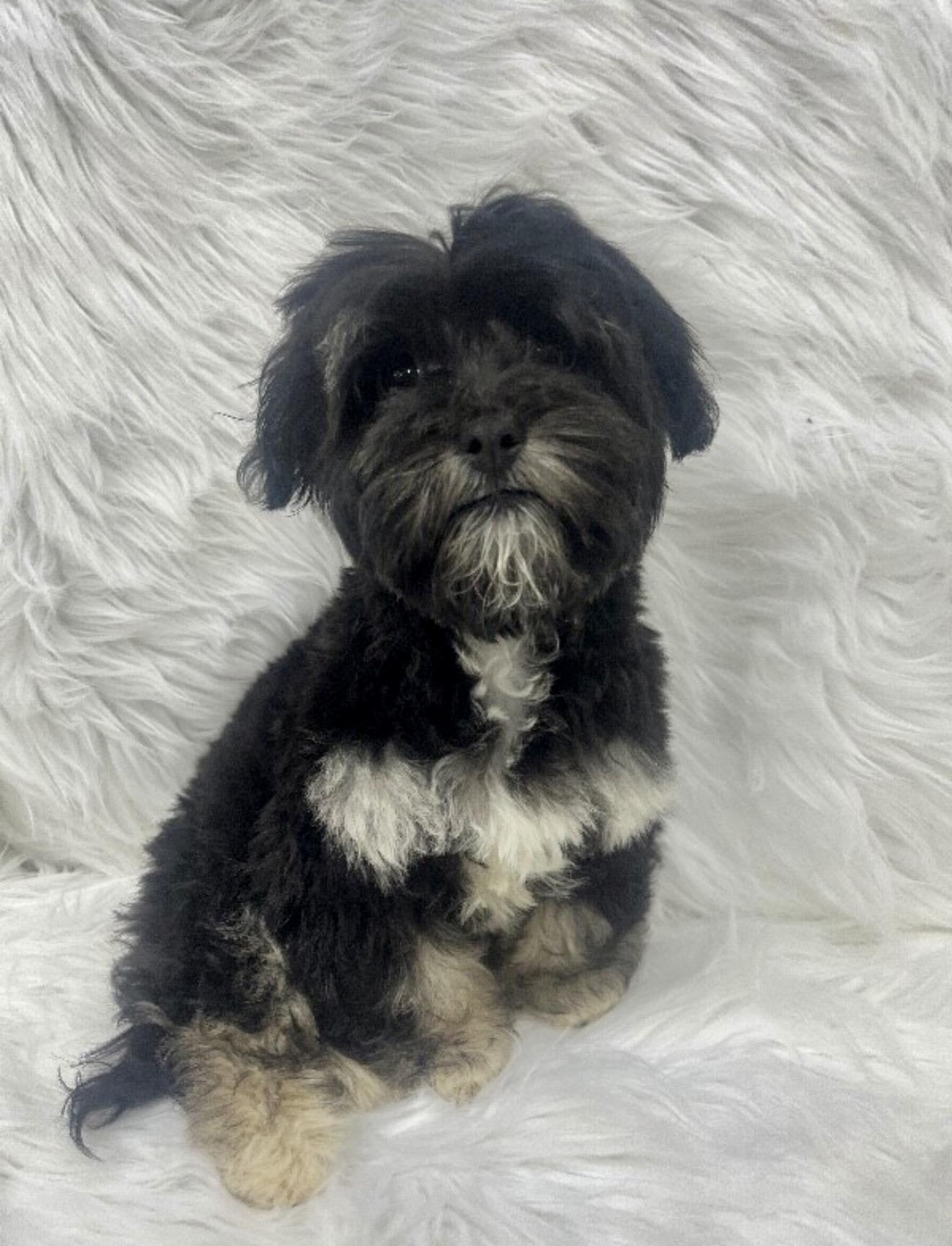 Myles, an adopted mixed breed in Farmington , CT image 4/4