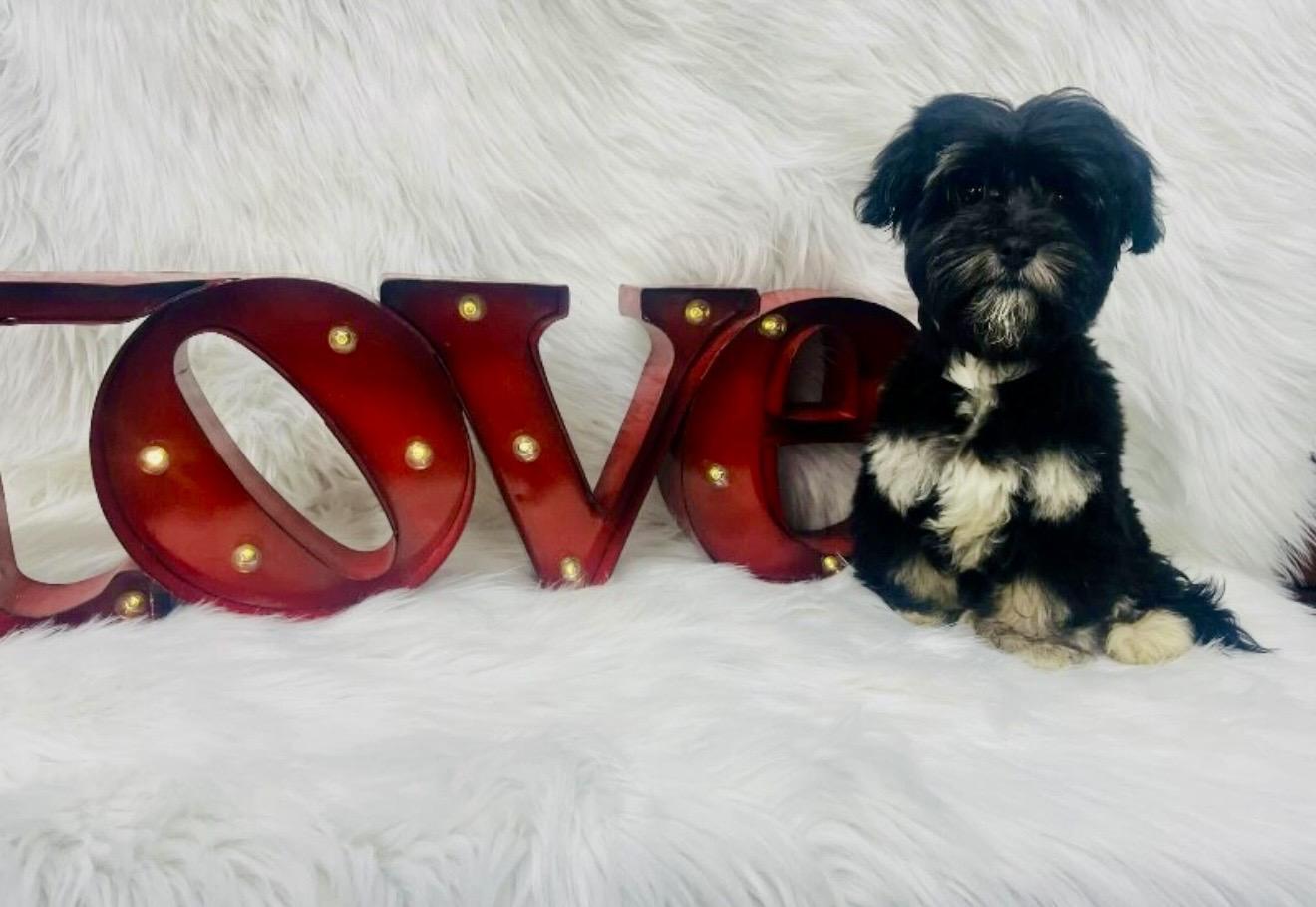 Myles, adopted, Puppy Male Shih poo.