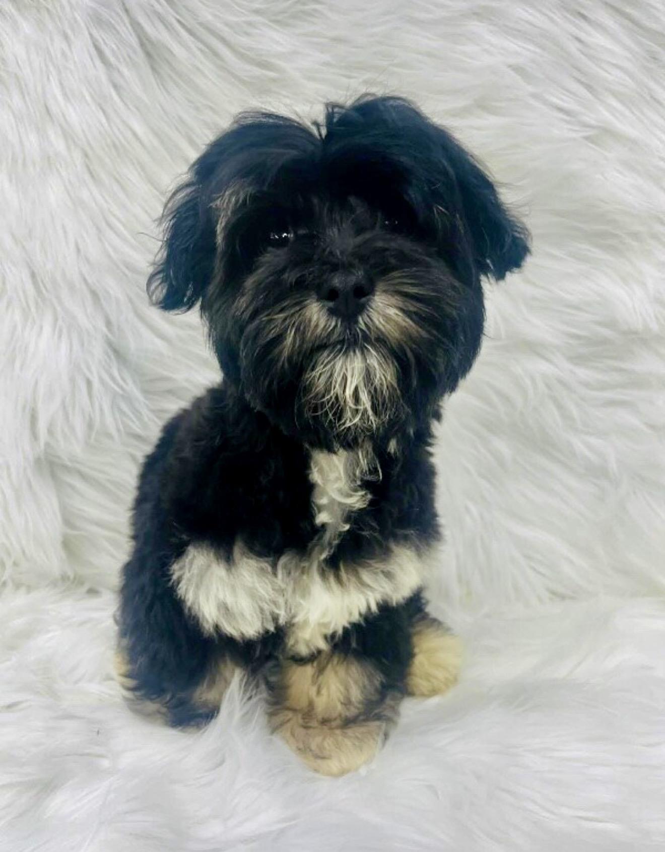 Myles, an adopted mixed breed in Farmington , CT image 3/4