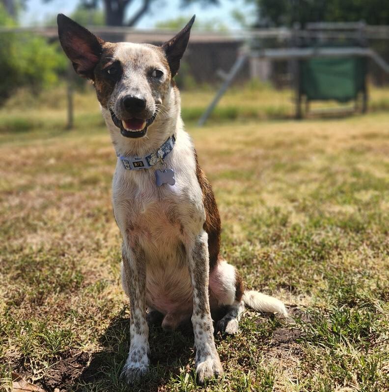 ARTHUR BATMAN, Adoptable, Young Male Dachshund & Cattle Dog.