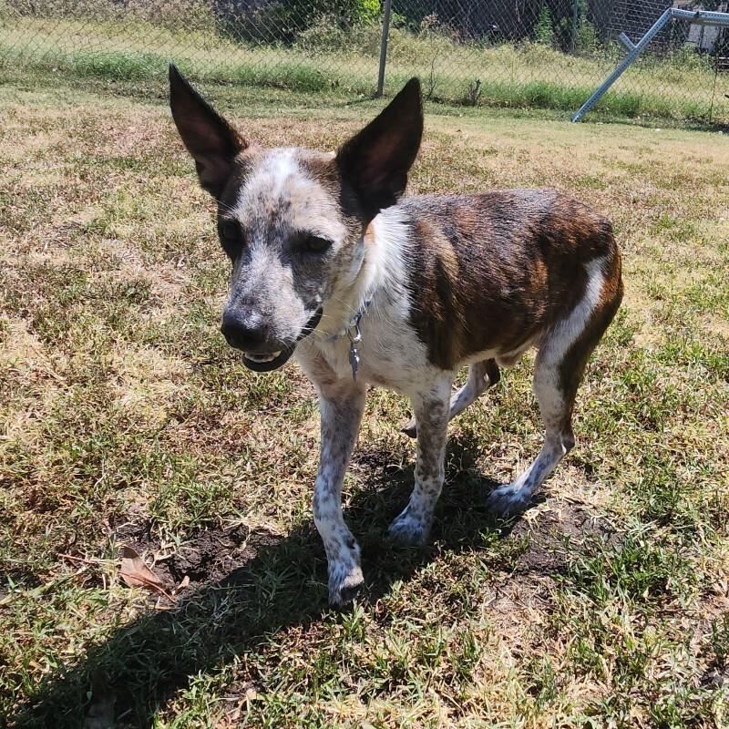 ARTHUR BATMAN, a Adoptable mixed breed in lawton, OK image 2/6