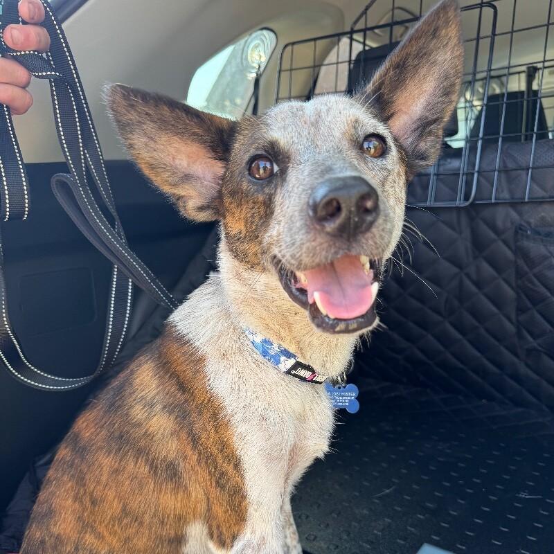 ARTHUR BATMAN, a Adoptable mixed breed in lawton, OK image 4/6