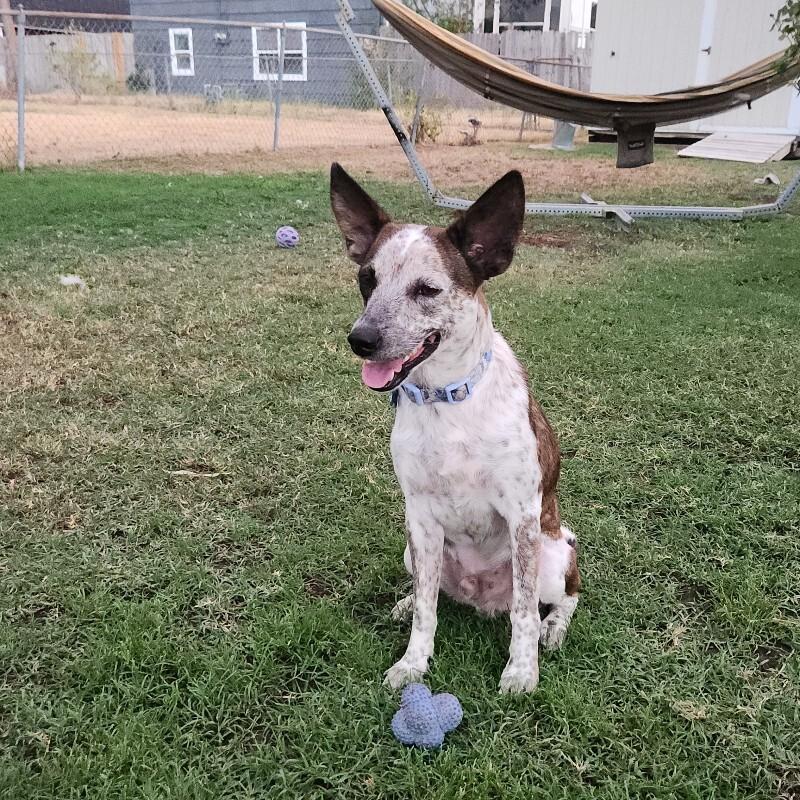 Enlarge ARTHUR BATMAN, a Adoptable mixed breed in lawton, OK image 4/6