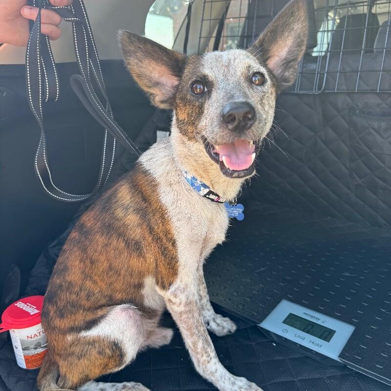 ARTHUR BATMAN, a Adoptable mixed breed in lawton, OK image 5/6