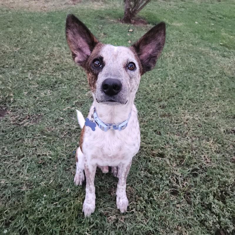 Enlarge ARTHUR BATMAN, a Adoptable mixed breed in lawton, OK image 6/6