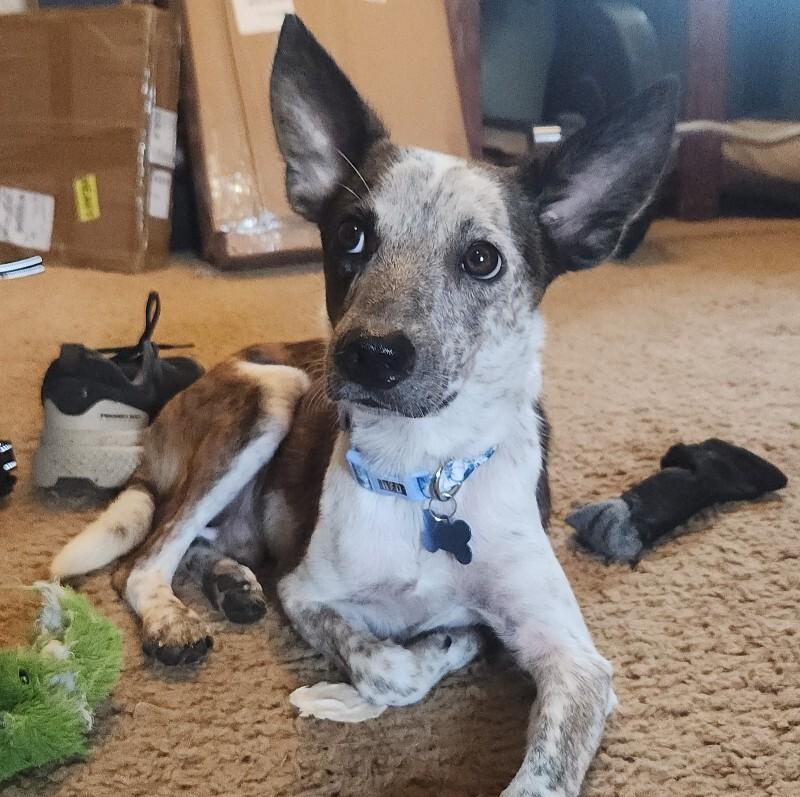 ARTHUR BATMAN, a Adoptable mixed breed in lawton, OK image 6/6
