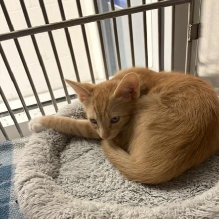 Ferb, Adopted, Kitten Male Domestic Short Hair.