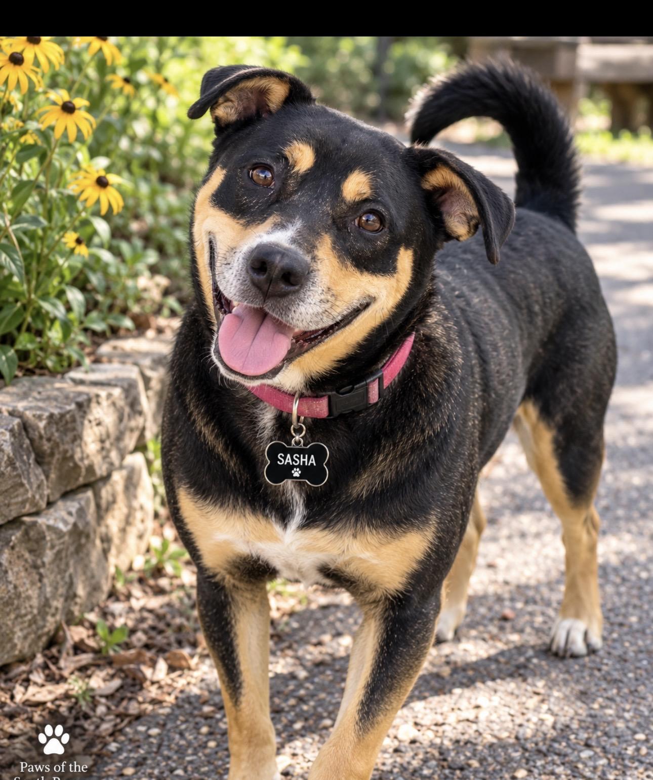 Sasha, Adoptable, Adult Female Rottweiler & Labrador Retriever.