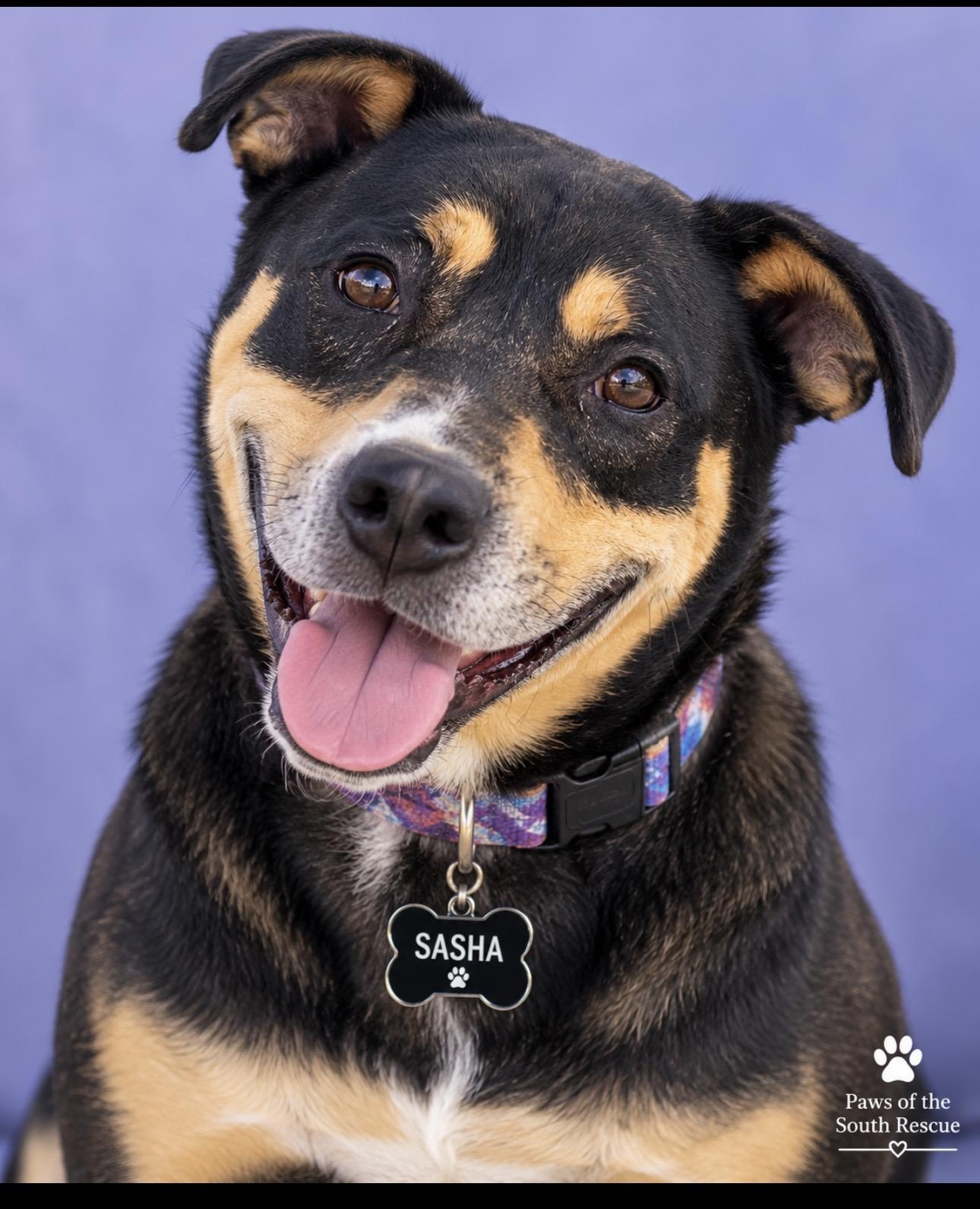 Enlarge Sasha, a Adoptable mixed breed in CUMMING, GA image 2/5