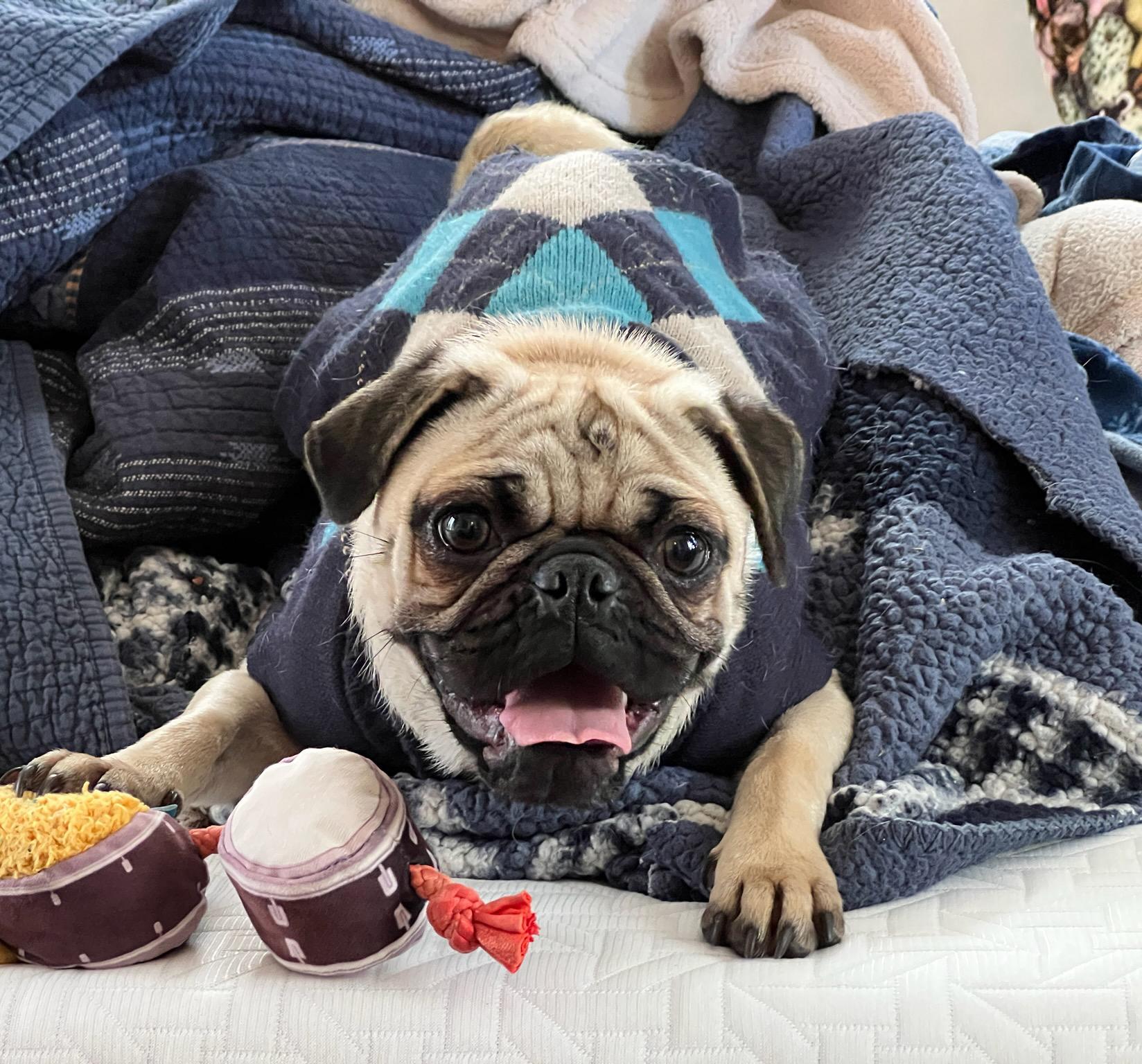 Simply Sweet Scarlet ~ Petite Pug, Adoptable, Young Female Pug.