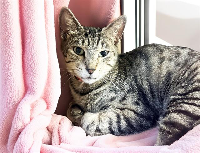 Enlarge DIXIE, a Adoptable Domestic Short Hair in Fort Lauderdale, FL image 1/1