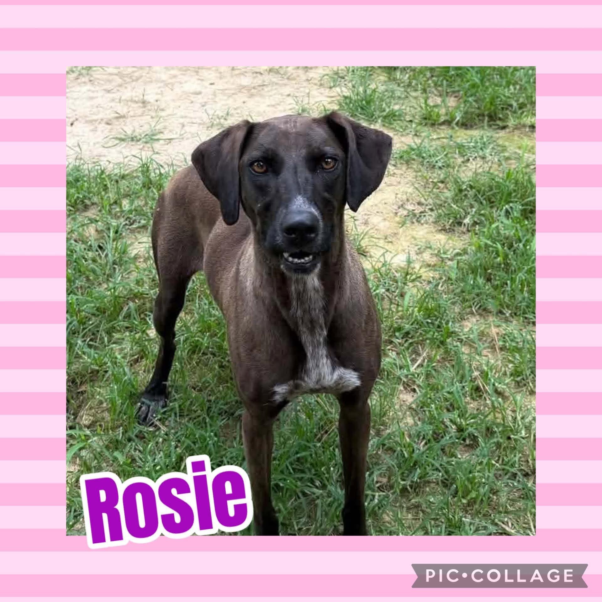 Rosie, ADOPTABLE, Young Female Hound & Catahoula Leopard Dog.