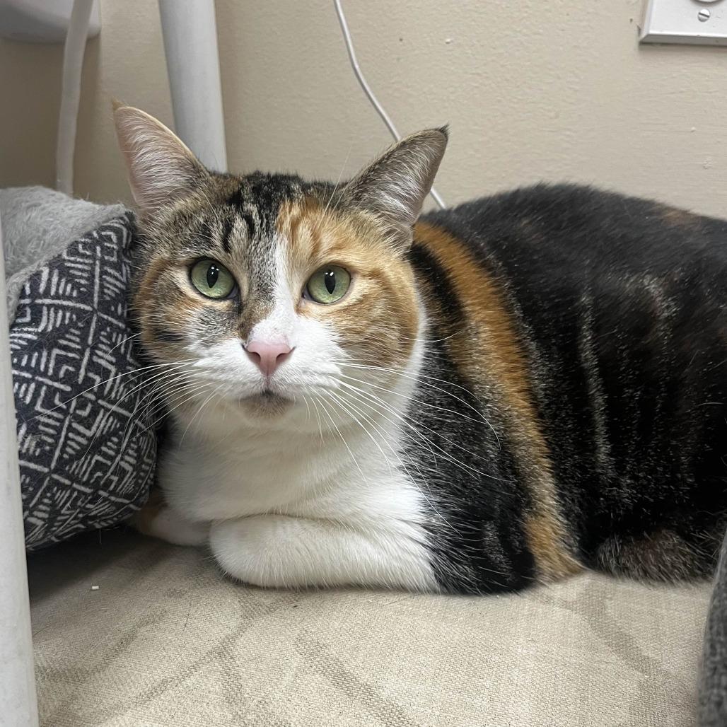 Sofie, Adoptable, Adult Female Domestic Short Hair.