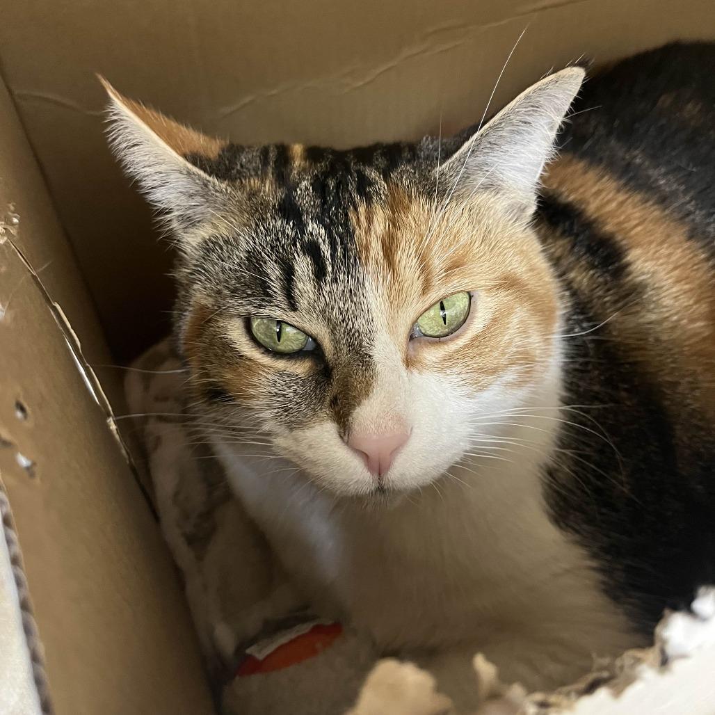 Enlarge Sofie, a Adoptable Domestic Short Hair in Medina, OH image 2/4