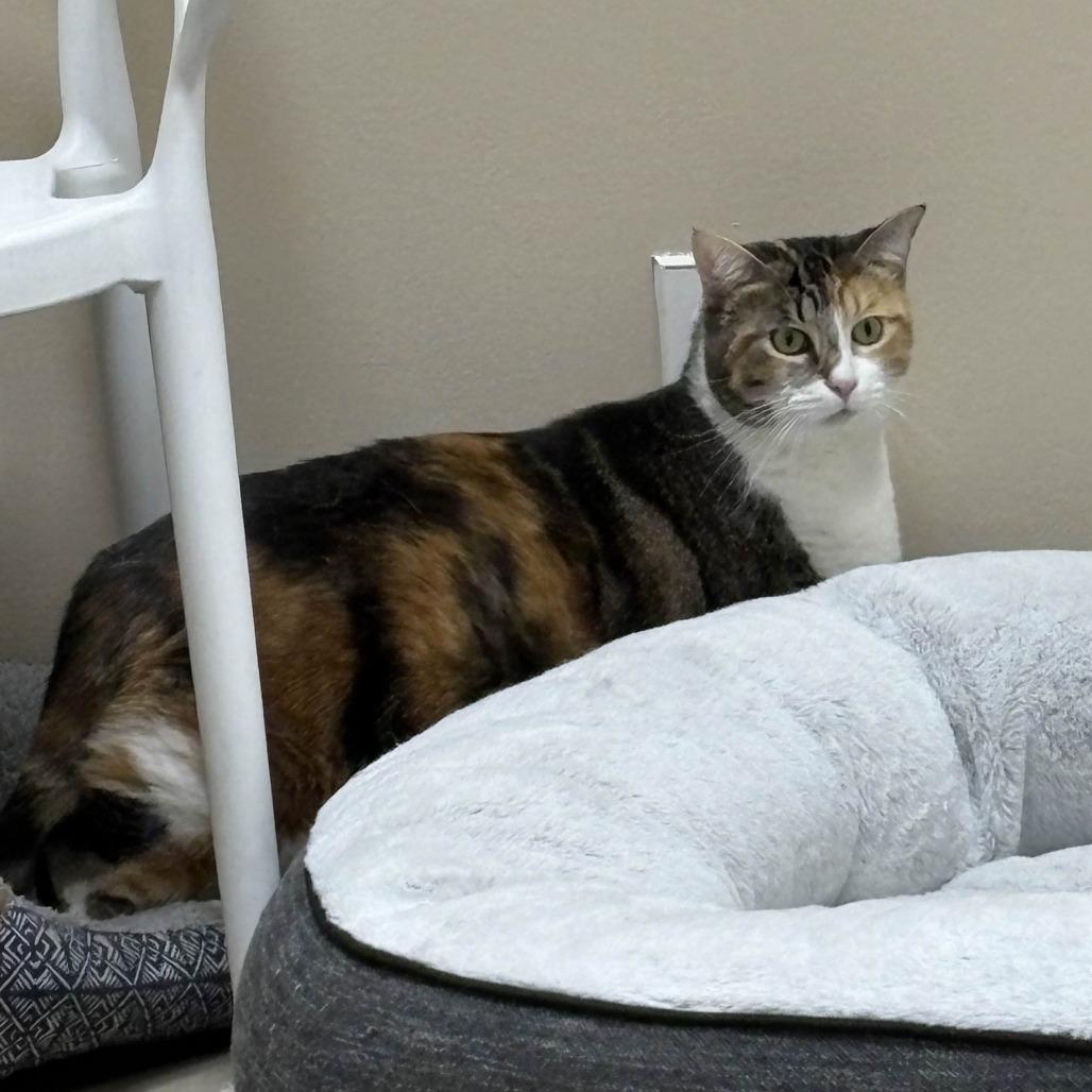 Enlarge Sofie, a Adoptable Domestic Short Hair in Medina, OH image 3/4