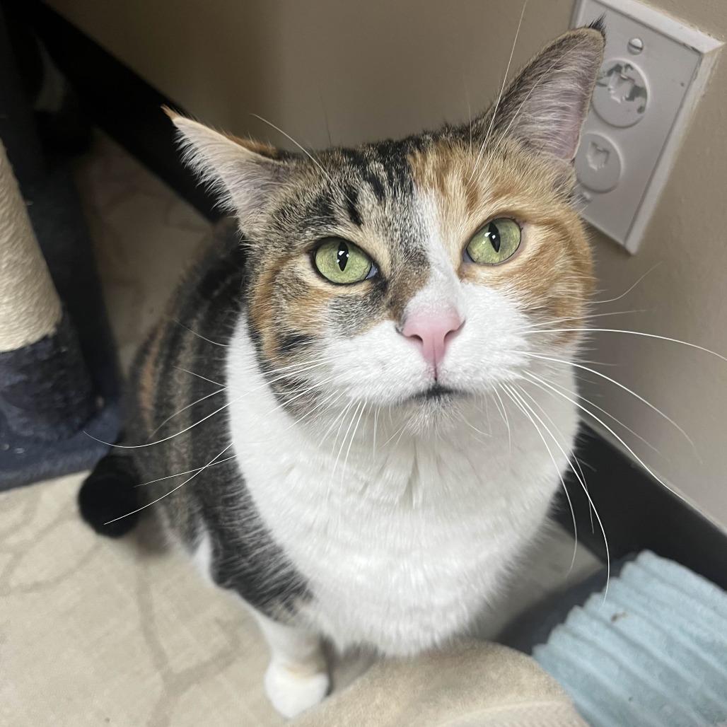 Enlarge Sofie, a Adoptable Domestic Short Hair in Medina, OH image 3/4