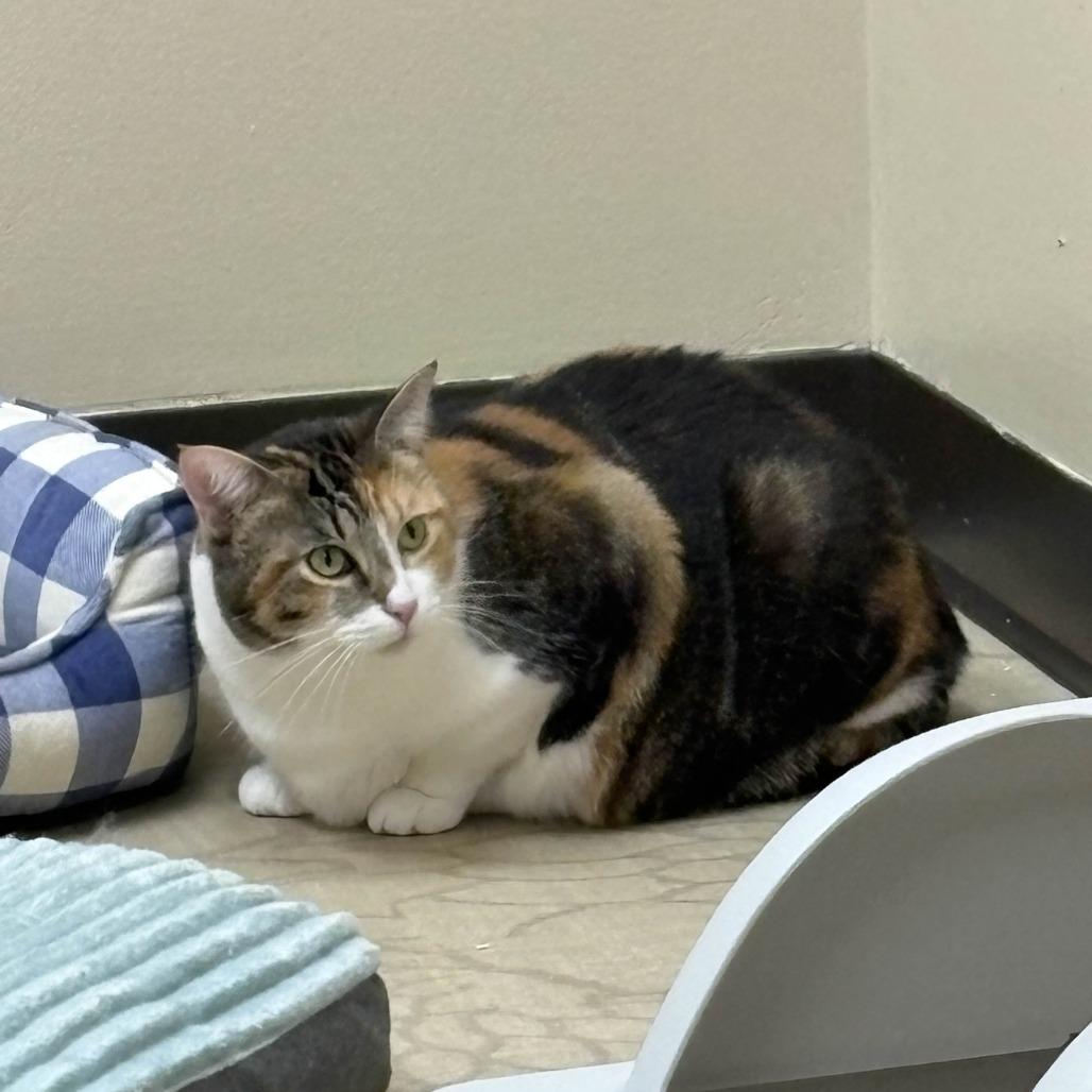 Enlarge Sofie, a Adoptable Domestic Short Hair in Medina, OH image 4/4