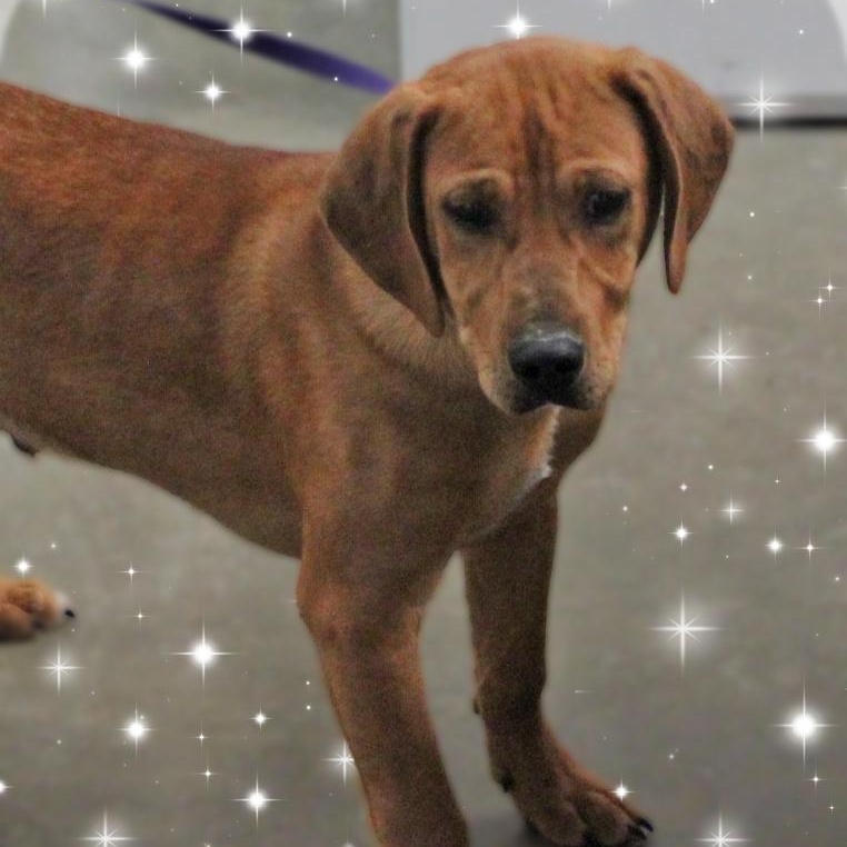 Enlarge Sonny, a ADOPTABLE Mixed Breed in Amelia, OH image 3/3