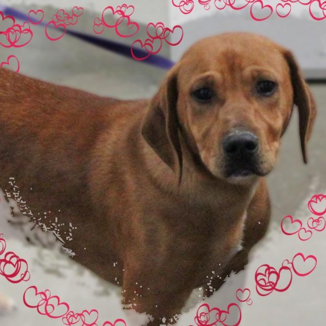 Enlarge Sonny, a ADOPTABLE Mixed Breed in Amelia, OH image 1/3