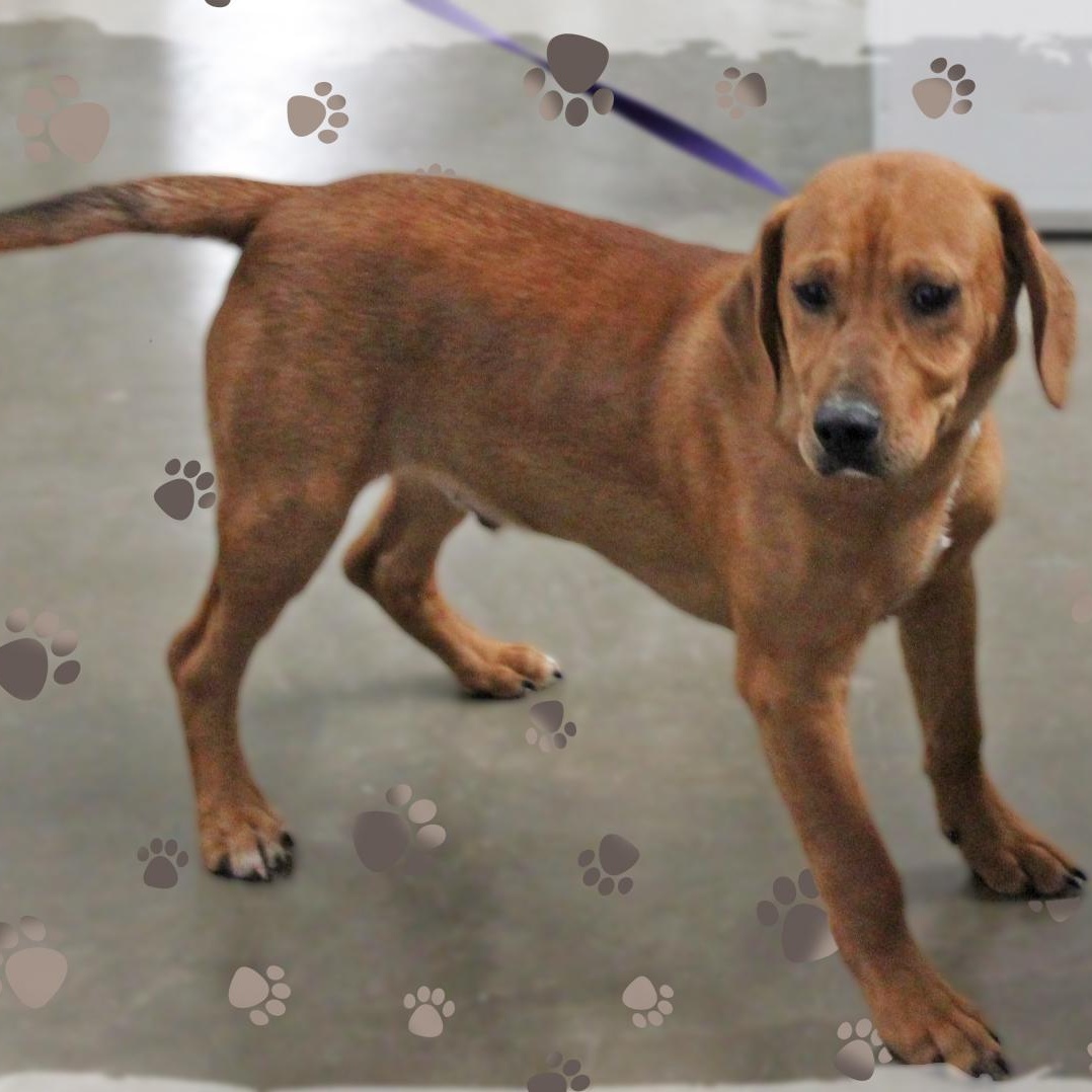 Enlarge Sonny, a ADOPTABLE Mixed Breed in Amelia, OH image 2/3
