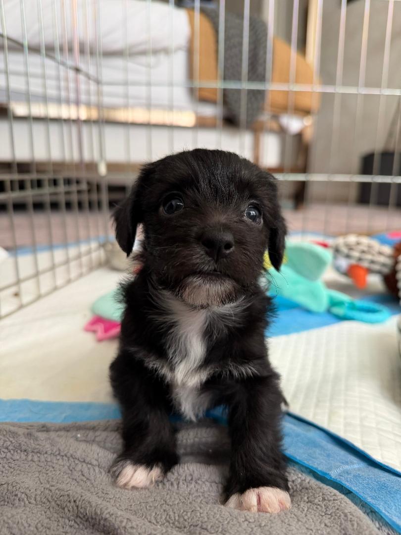 Enlarge Soba - Noodle Pup, an adopted mixed breed in Los Angeles, CA image 4/6