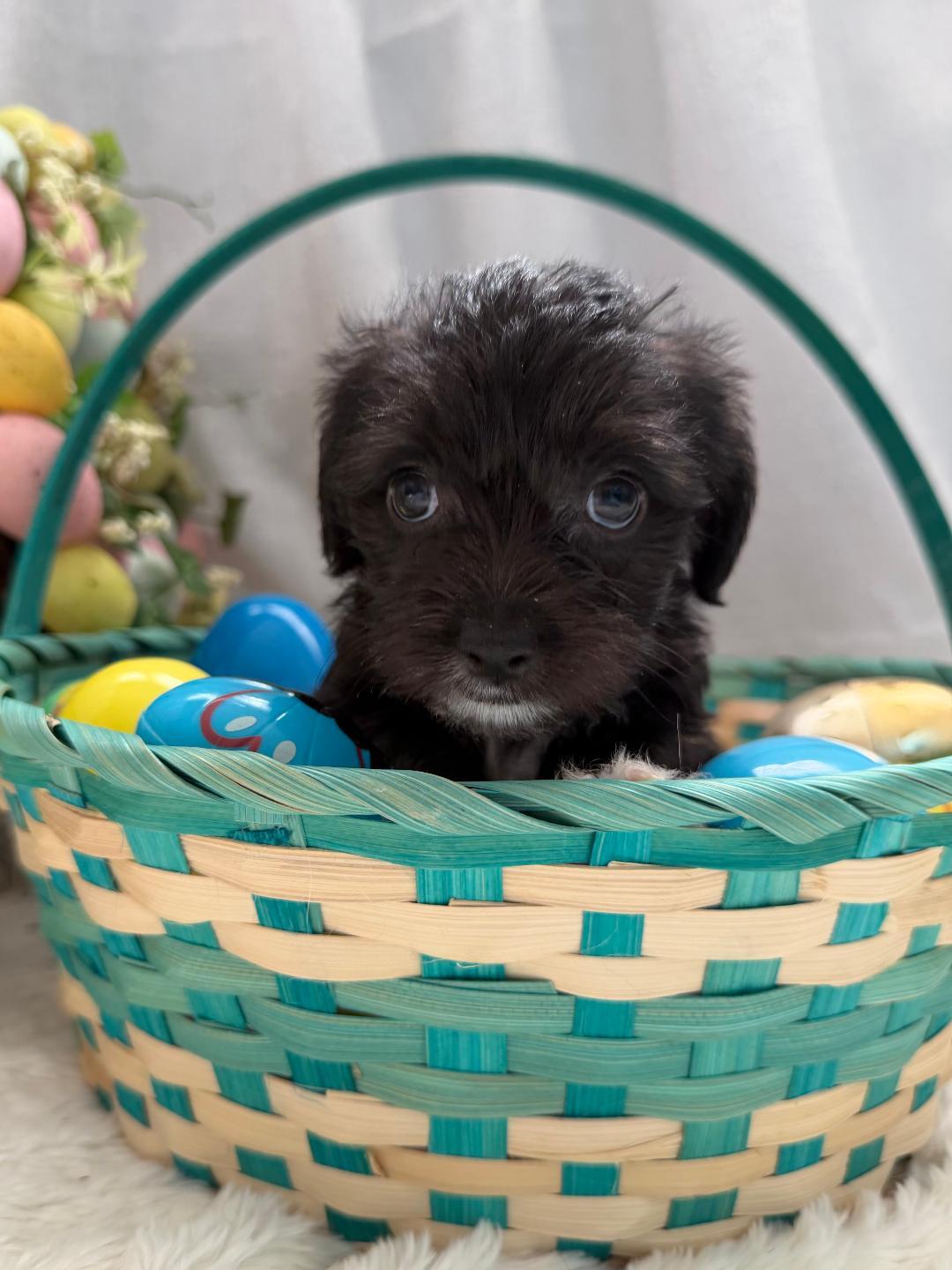Enlarge Soba - Noodle Pup, an adopted mixed breed in Los Angeles, CA image 5/6