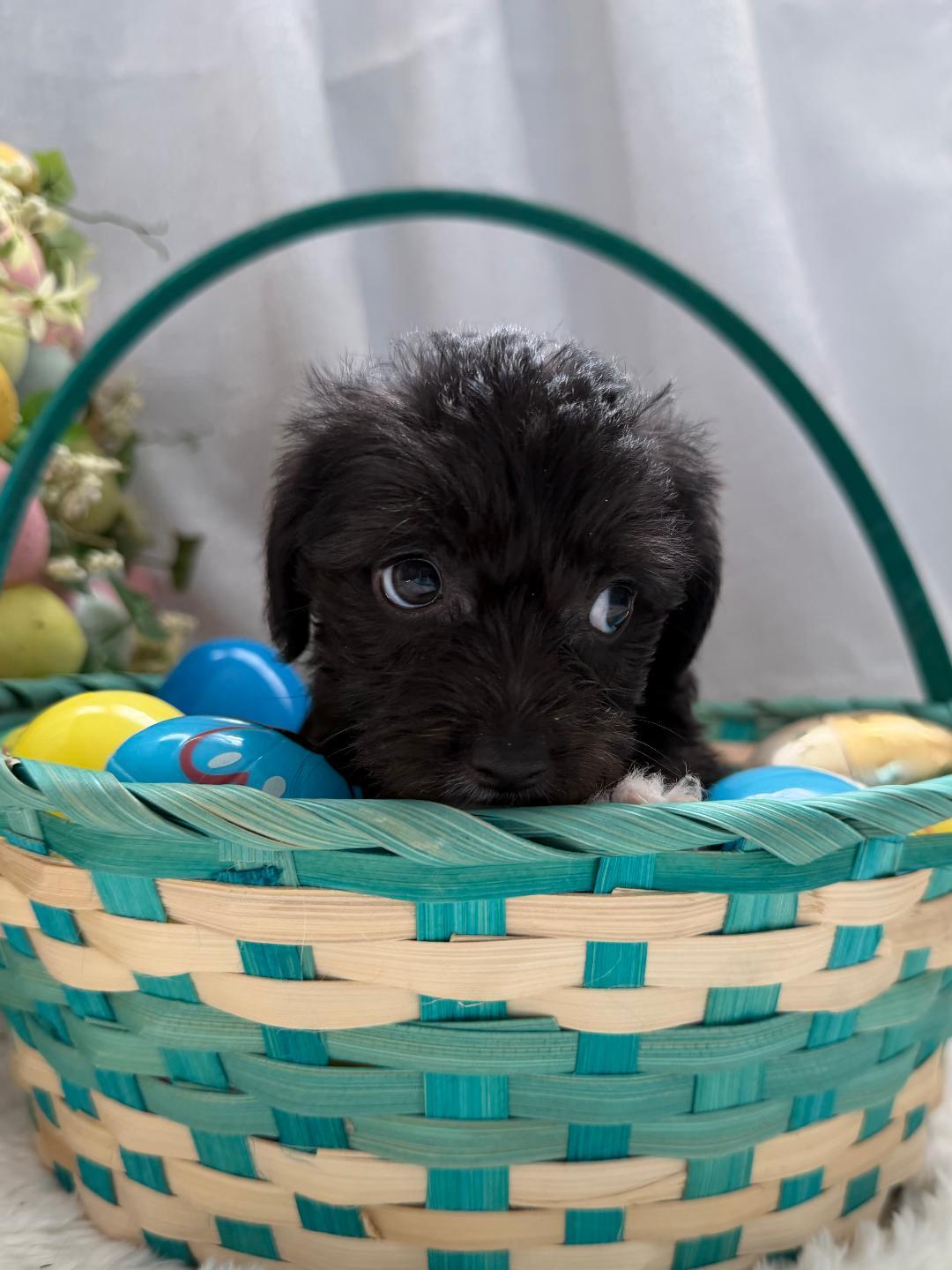 Soba - Noodle Pup, adopted, Puppy Female Dachshund.
