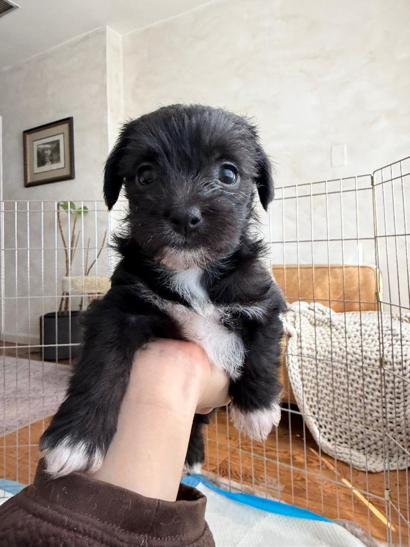 Enlarge Soba - Noodle Pup, an adopted mixed breed in Los Angeles, CA image 2/6