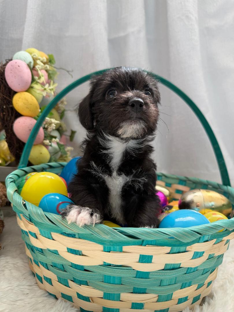 Enlarge Soba - Noodle Pup, an adopted mixed breed in Los Angeles, CA image 6/6