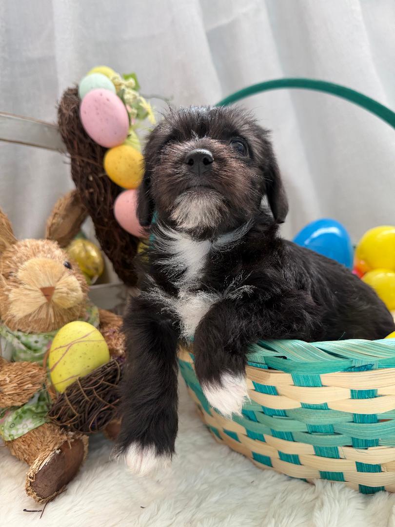 Enlarge Soba - Noodle Pup, an adopted mixed breed in Los Angeles, CA image 3/6