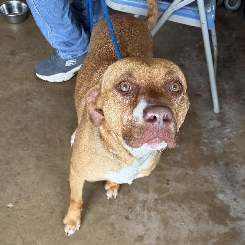Mimi, Adoptable, Adult Female Pit Bull Terrier.