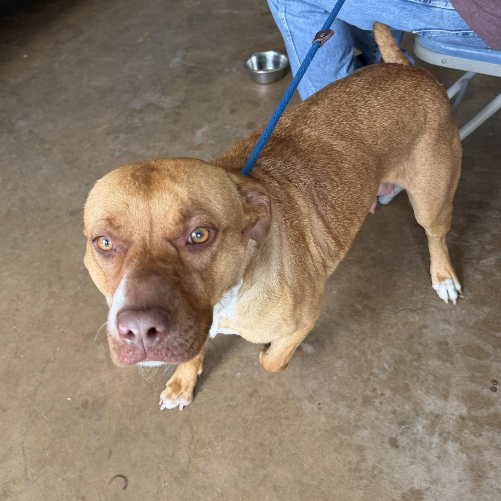 Enlarge Mimi, a Adoptable Pit Bull Terrier in Denison, TX image 2/5