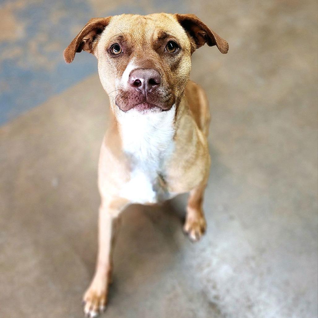 Mimi, a Adoptable Pit Bull Terrier in Denison, TX image 3/6