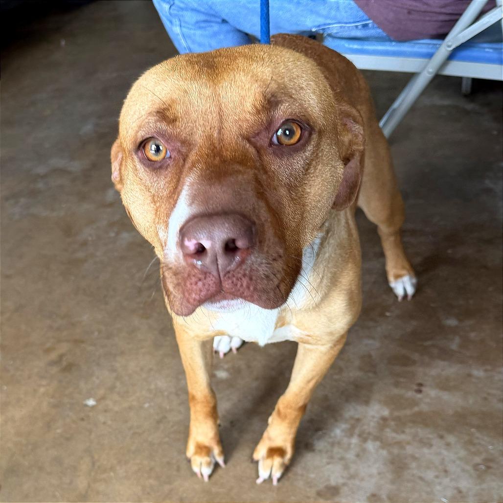 Enlarge Mimi, a Adoptable Pit Bull Terrier in Denison, TX image 3/5