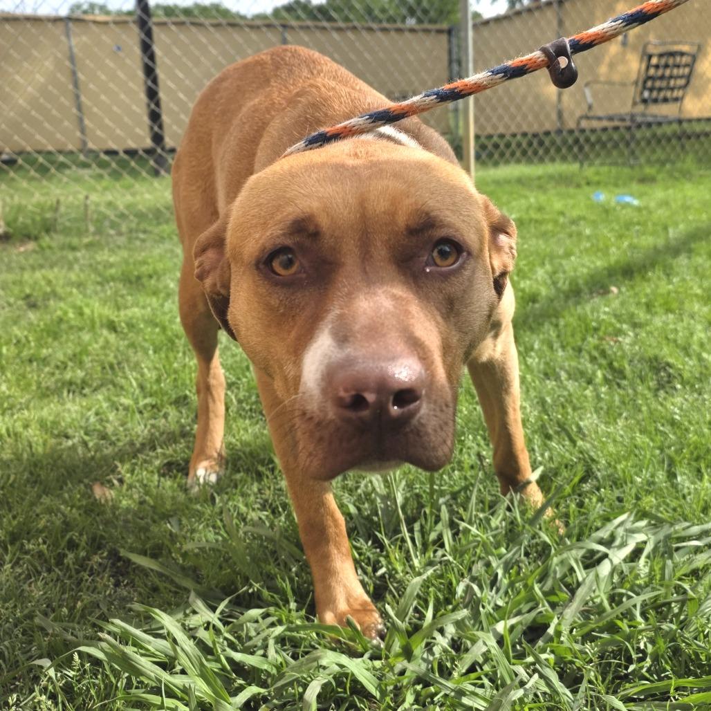 Enlarge Mimi, a Adoptable Pit Bull Terrier in Denison, TX image 4/5