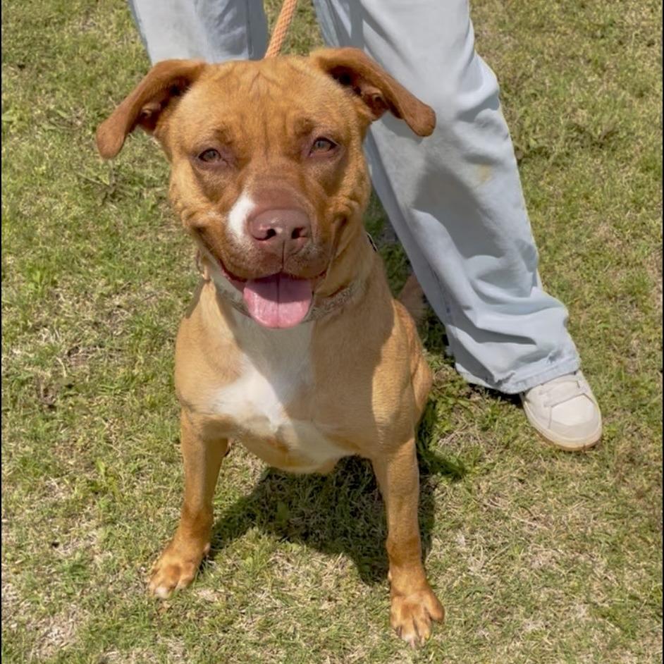 Mimi, a Adoptable Pit Bull Terrier in Denison, TX image 4/6