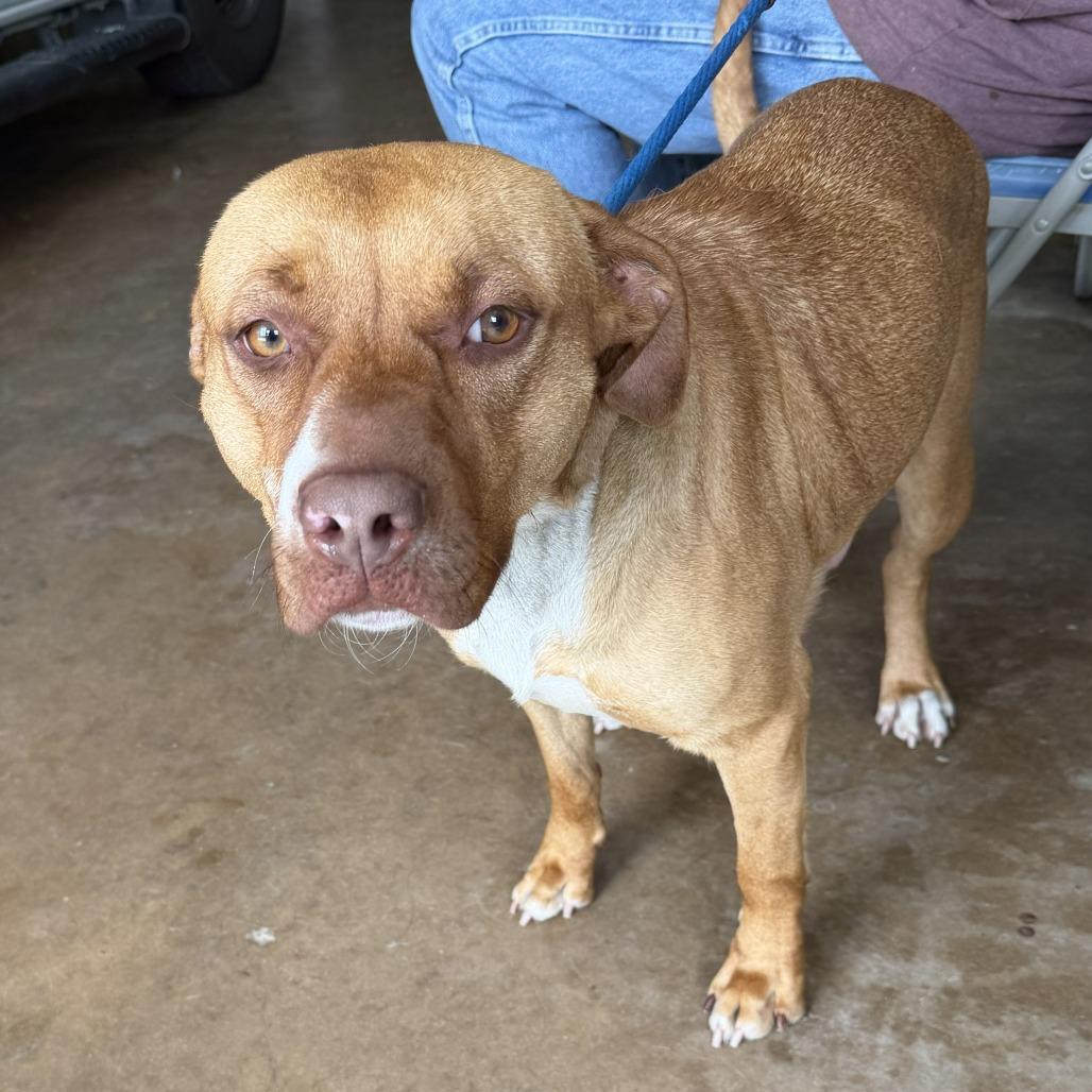 Enlarge Mimi, a Adoptable Pit Bull Terrier in Denison, TX image 5/5