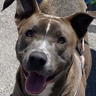 Enlarge Jordyn, a Adoptable mixed breed in Oklahoma City, OK image 7/11