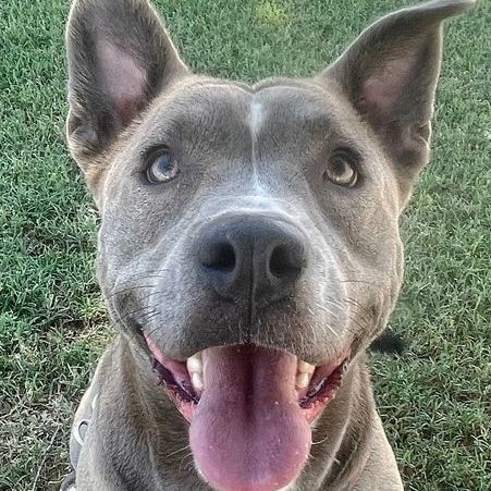 Enlarge Jordyn, a Adoptable mixed breed in Oklahoma City, OK image 8/11