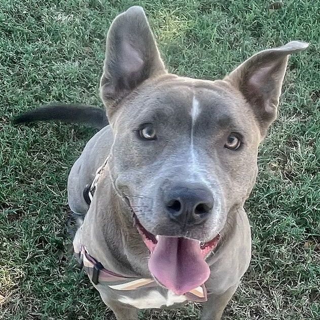 Jordyn, a Adoptable mixed breed in Oklahoma City, OK image 1/11