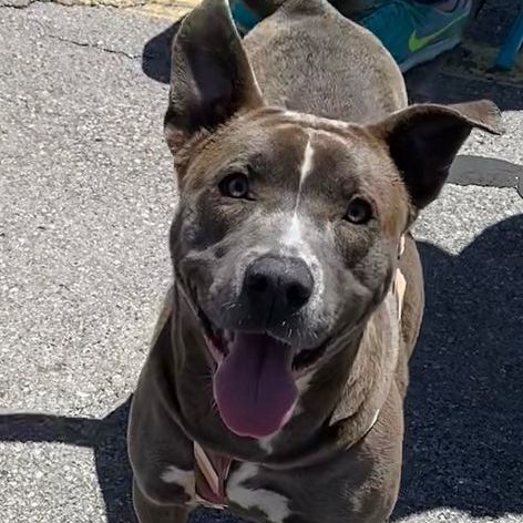Enlarge Jordyn, a Adoptable mixed breed in Oklahoma City, OK image 9/11