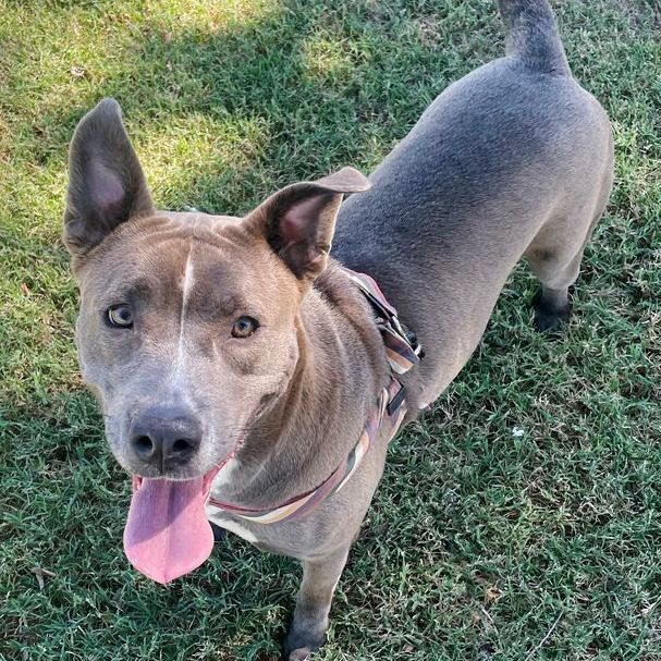 Enlarge Jordyn, a Adoptable mixed breed in Oklahoma City, OK image 10/11