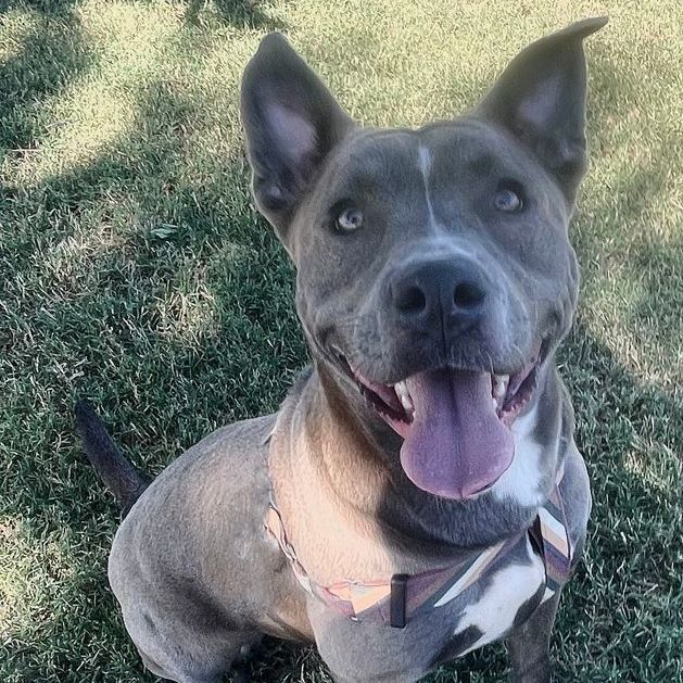 Enlarge Jordyn, a Adoptable mixed breed in Oklahoma City, OK image 11/11