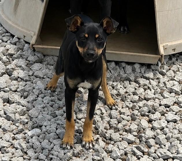 Enlarge Loo, a ADOPTABLE mixed breed in New Roads, LA image 1/1