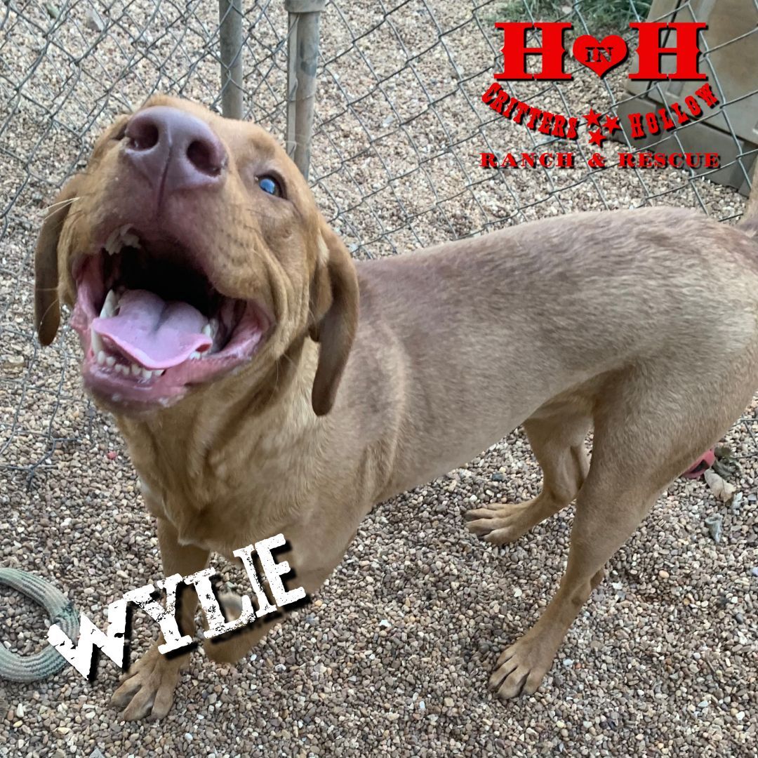 Wylie, Adoptable, Young Male Labrador Retriever & Rhodesian Ridgeback.