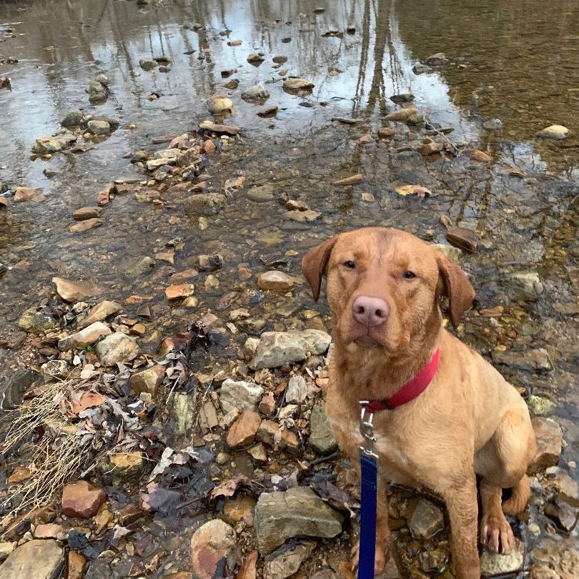 Wylie, a Adoptable mixed breed image 2/6