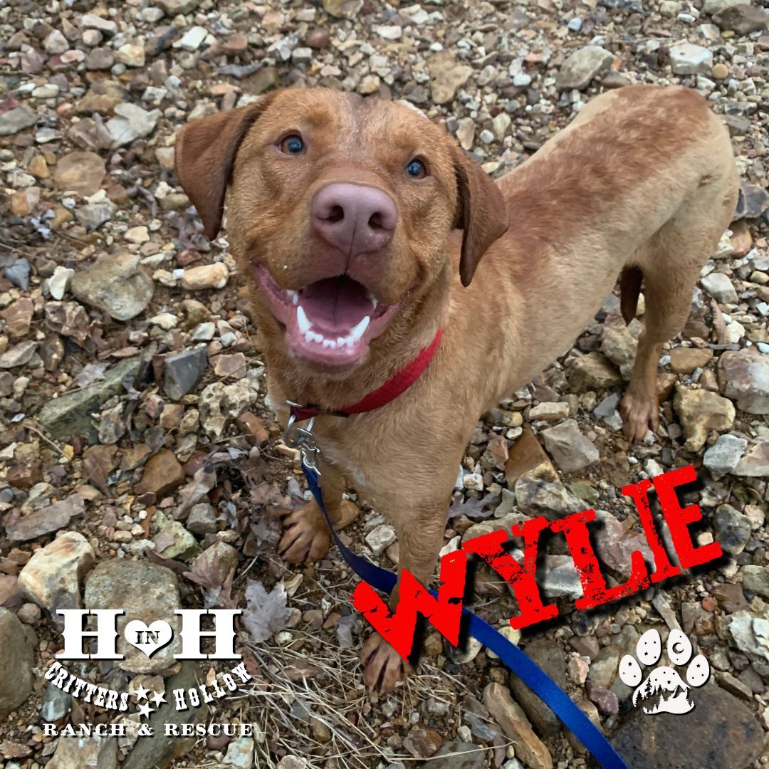 Wylie thumbnail 3