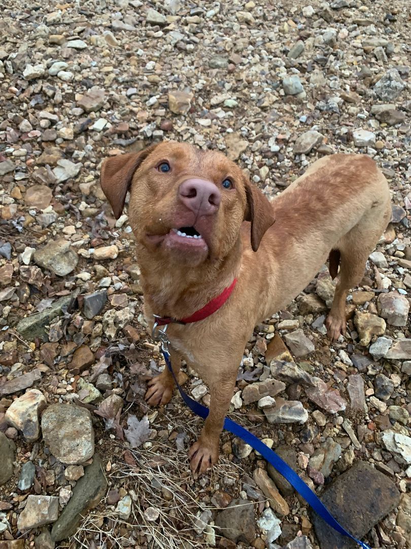 Wylie, a Adoptable mixed breed image 5/6