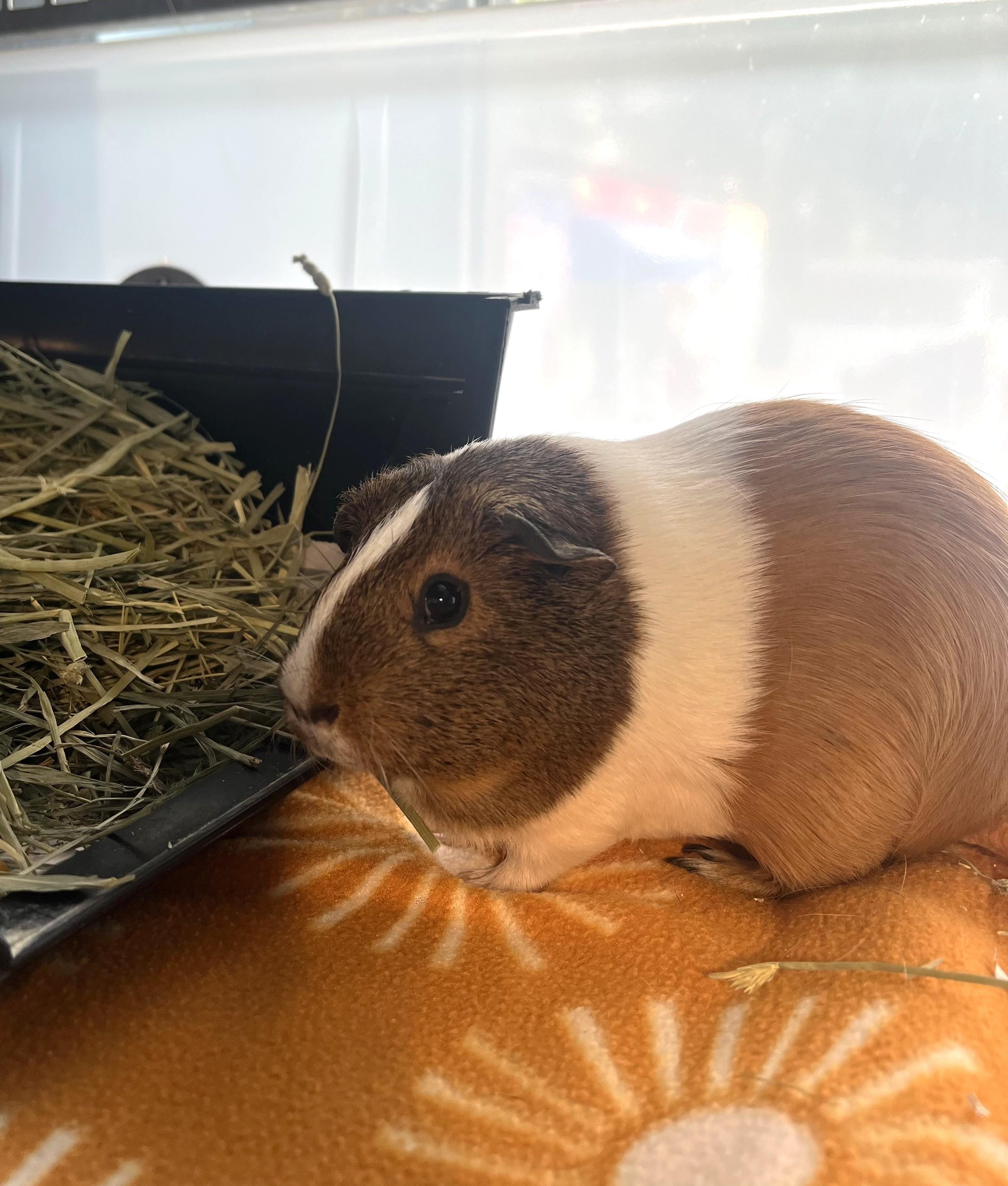 Luna, Adoptable, Adult Female Guinea Pig.